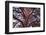 Scots pine, Laguna Negra y Circos Glaciares de Urbion natural park, Spain-Juan Carlos Munoz-Framed Photographic Print