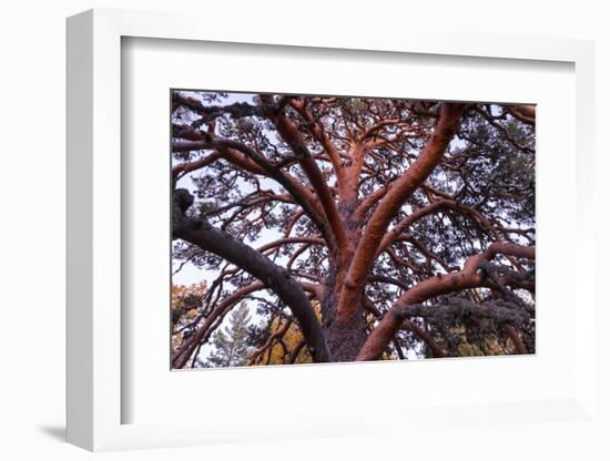 Scots pine, Laguna Negra y Circos Glaciares de Urbion natural park, Spain-Juan Carlos Munoz-Framed Photographic Print