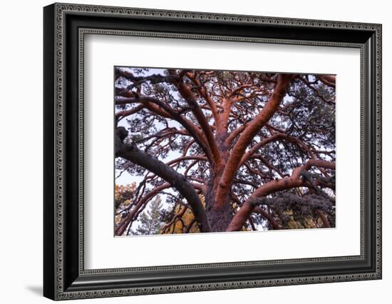 Scots pine, Laguna Negra y Circos Glaciares de Urbion natural park, Spain-Juan Carlos Munoz-Framed Photographic Print