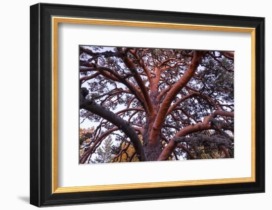 Scots pine, Laguna Negra y Circos Glaciares de Urbion natural park, Spain-Juan Carlos Munoz-Framed Photographic Print