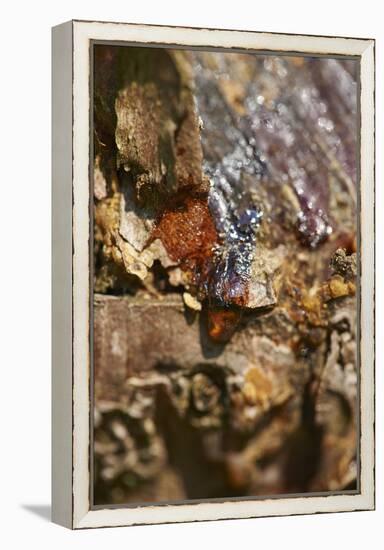 Scots pine, Pinus sylvestris, bark, detail-David & Micha Sheldon-Framed Premier Image Canvas