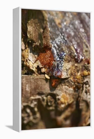 Scots pine, Pinus sylvestris, bark, detail-David & Micha Sheldon-Framed Premier Image Canvas