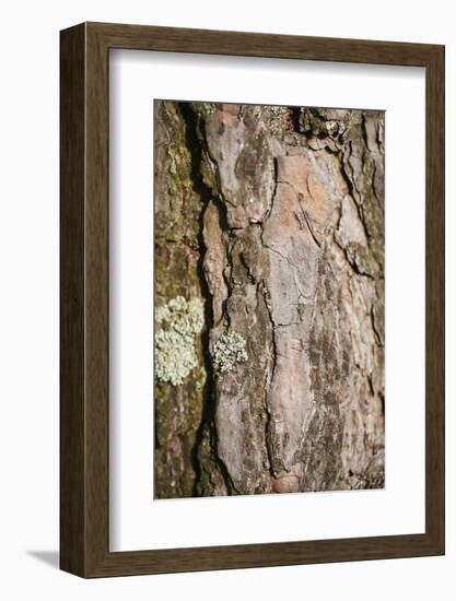 Scots pine, Pinus sylvestris, bark, detail-David & Micha Sheldon-Framed Photographic Print