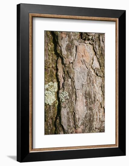 Scots pine, Pinus sylvestris, bark, detail-David & Micha Sheldon-Framed Photographic Print