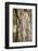 Scots pine, Pinus sylvestris, bark, detail-David & Micha Sheldon-Framed Photographic Print
