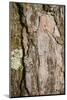 Scots pine, Pinus sylvestris, bark, detail-David & Micha Sheldon-Mounted Photographic Print