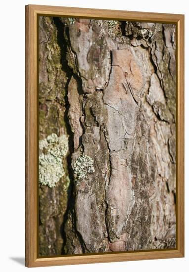 Scots pine, Pinus sylvestris, bark, detail-David & Micha Sheldon-Framed Premier Image Canvas