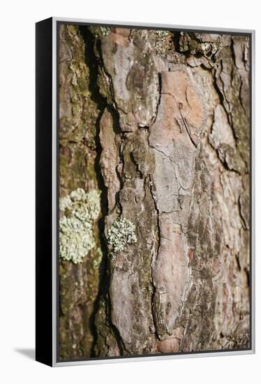 Scots pine, Pinus sylvestris, bark, detail-David & Micha Sheldon-Framed Premier Image Canvas