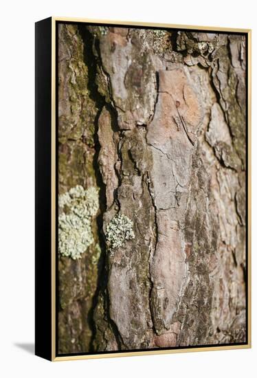 Scots pine, Pinus sylvestris, bark, detail-David & Micha Sheldon-Framed Premier Image Canvas