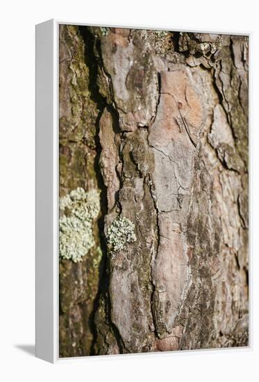 Scots pine, Pinus sylvestris, bark, detail-David & Micha Sheldon-Framed Premier Image Canvas