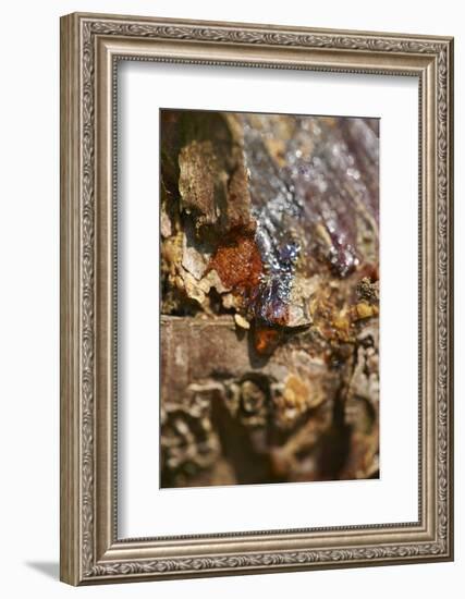 Scots pine, Pinus sylvestris, bark, detail-David & Micha Sheldon-Framed Photographic Print