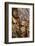 Scots pine, Pinus sylvestris, bark, detail-David & Micha Sheldon-Framed Photographic Print