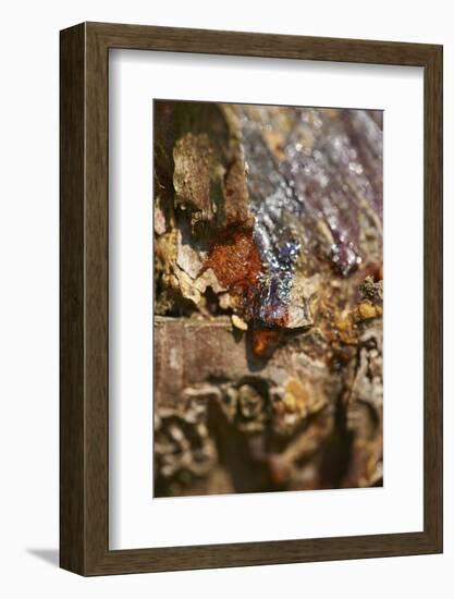 Scots pine, Pinus sylvestris, bark, detail-David & Micha Sheldon-Framed Photographic Print