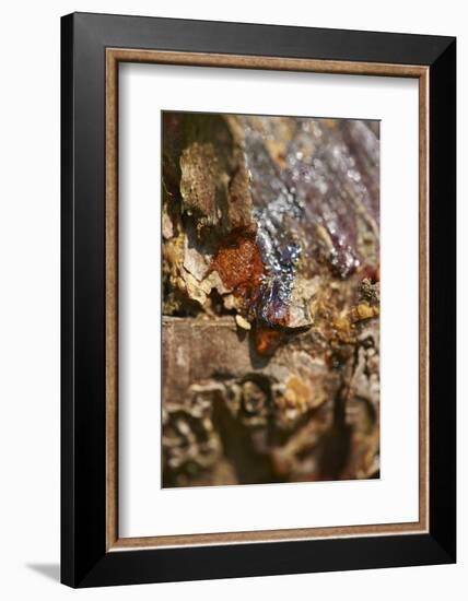 Scots pine, Pinus sylvestris, bark, detail-David & Micha Sheldon-Framed Photographic Print