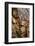 Scots pine, Pinus sylvestris, bark, detail-David & Micha Sheldon-Framed Photographic Print