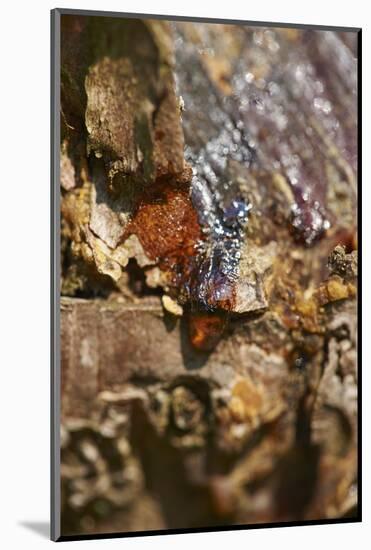 Scots pine, Pinus sylvestris, bark, detail-David & Micha Sheldon-Mounted Photographic Print