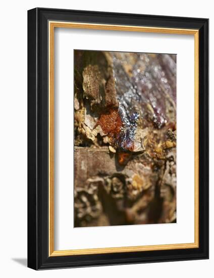 Scots pine, Pinus sylvestris, bark, detail-David & Micha Sheldon-Framed Photographic Print