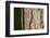 Scots pine, Pinus sylvestris, bark, detail-David & Micha Sheldon-Framed Photographic Print