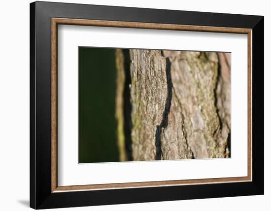 Scots pine, Pinus sylvestris, bark, detail-David & Micha Sheldon-Framed Photographic Print