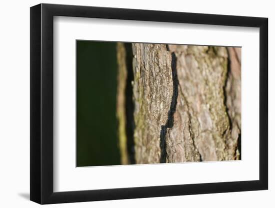 Scots pine, Pinus sylvestris, bark, detail-David & Micha Sheldon-Framed Photographic Print