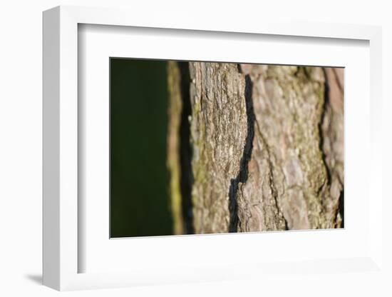 Scots pine, Pinus sylvestris, bark, detail-David & Micha Sheldon-Framed Photographic Print