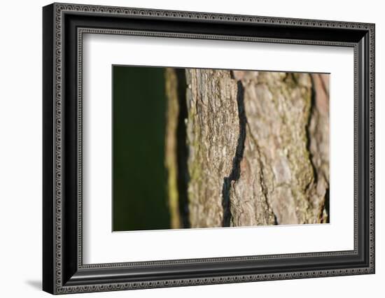 Scots pine, Pinus sylvestris, bark, detail-David & Micha Sheldon-Framed Photographic Print