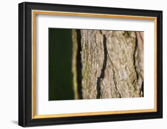 Scots pine, Pinus sylvestris, bark, detail-David & Micha Sheldon-Framed Photographic Print