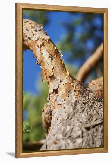 Scots pine, Pinus sylvestris, bark, detail-David & Micha Sheldon-Framed Premier Image Canvas