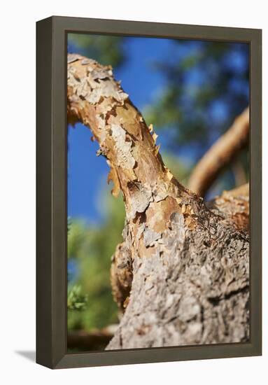 Scots pine, Pinus sylvestris, bark, detail-David & Micha Sheldon-Framed Premier Image Canvas