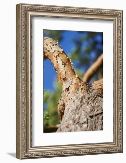 Scots pine, Pinus sylvestris, bark, detail-David & Micha Sheldon-Framed Photographic Print