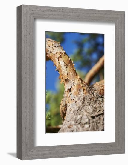 Scots pine, Pinus sylvestris, bark, detail-David & Micha Sheldon-Framed Photographic Print