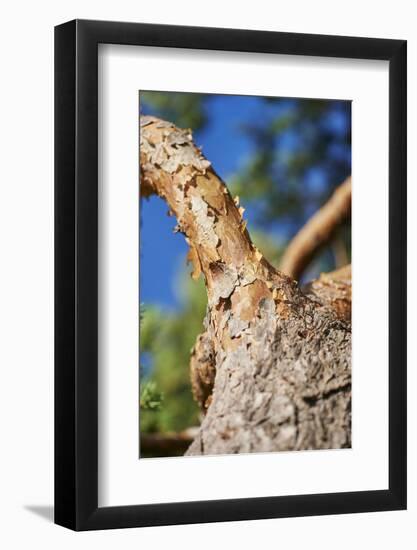 Scots pine, Pinus sylvestris, bark, detail-David & Micha Sheldon-Framed Photographic Print