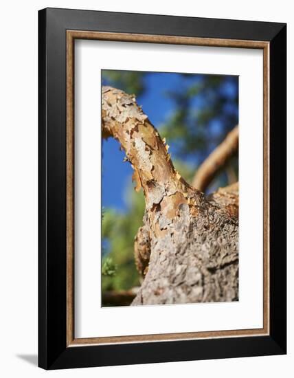 Scots pine, Pinus sylvestris, bark, detail-David & Micha Sheldon-Framed Photographic Print