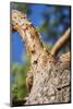 Scots pine, Pinus sylvestris, bark, detail-David & Micha Sheldon-Mounted Photographic Print