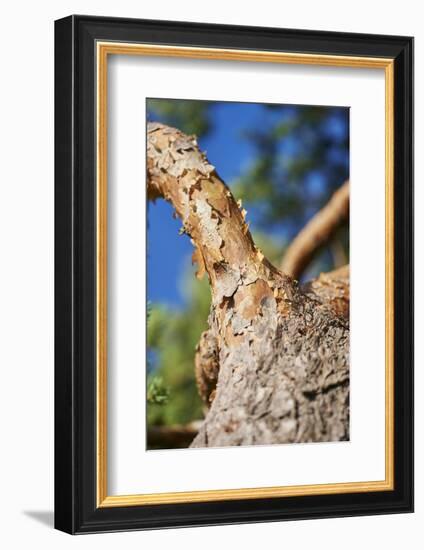 Scots pine, Pinus sylvestris, bark, detail-David & Micha Sheldon-Framed Photographic Print