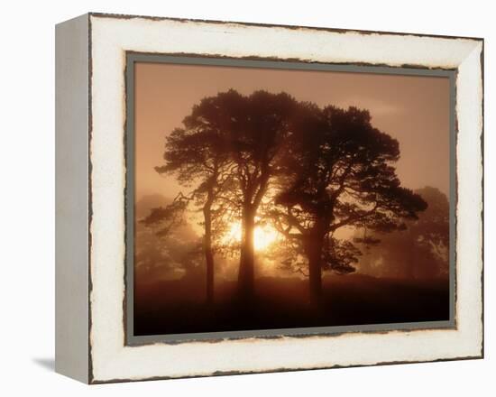 Scots Pine (Pinus Sylvestris) in Morning Mist, Glen Affric, Inverness-Shire, Scotland, UK, Europe-Niall Benvie-Framed Premier Image Canvas