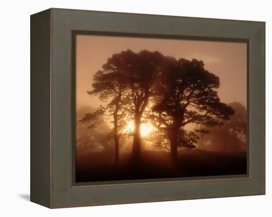 Scots Pine (Pinus Sylvestris) in Morning Mist, Glen Affric, Inverness-Shire, Scotland, UK, Europe-Niall Benvie-Framed Premier Image Canvas
