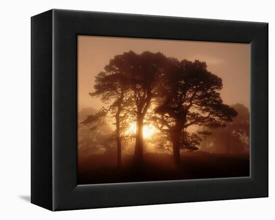 Scots Pine (Pinus Sylvestris) in Morning Mist, Glen Affric, Inverness-Shire, Scotland, UK, Europe-Niall Benvie-Framed Premier Image Canvas