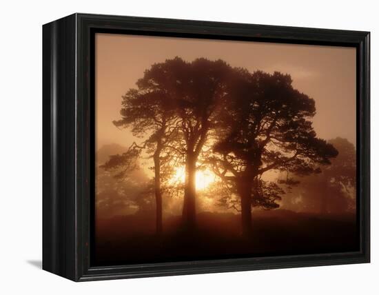 Scots Pine (Pinus Sylvestris) in Morning Mist, Glen Affric, Inverness-Shire, Scotland, UK, Europe-Niall Benvie-Framed Premier Image Canvas