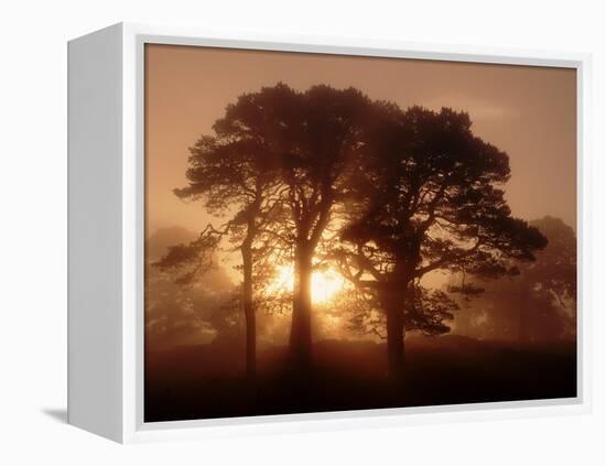 Scots Pine (Pinus Sylvestris) in Morning Mist, Glen Affric, Inverness-Shire, Scotland, UK, Europe-Niall Benvie-Framed Premier Image Canvas