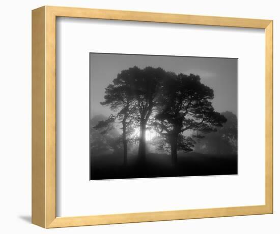 Scots Pine (Pinus Sylvestris) in Morning Mist, Glen Affric, Inverness-Shire, Scotland, UK, Europe-Niall Benvie-Framed Premium Photographic Print