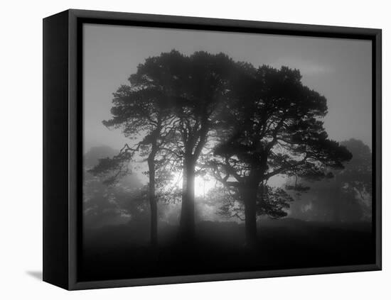Scots Pine (Pinus Sylvestris) in Morning Mist, Glen Affric, Inverness-Shire, Scotland, UK, Europe-Niall Benvie-Framed Premier Image Canvas