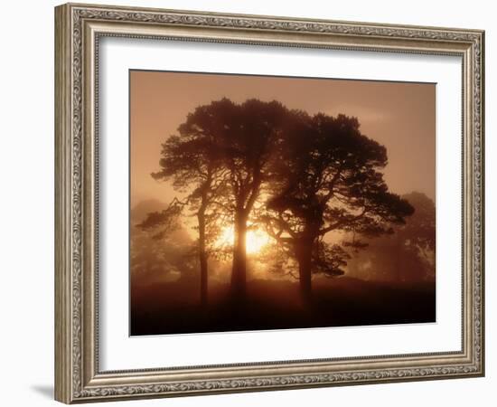 Scots Pine (Pinus Sylvestris) in Morning Mist, Glen Affric, Inverness-Shire, Scotland, UK, Europe-Niall Benvie-Framed Photographic Print
