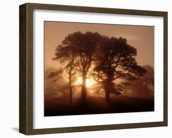 Scots Pine (Pinus Sylvestris) in Morning Mist, Glen Affric, Inverness-Shire, Scotland, UK, Europe-Niall Benvie-Framed Photographic Print