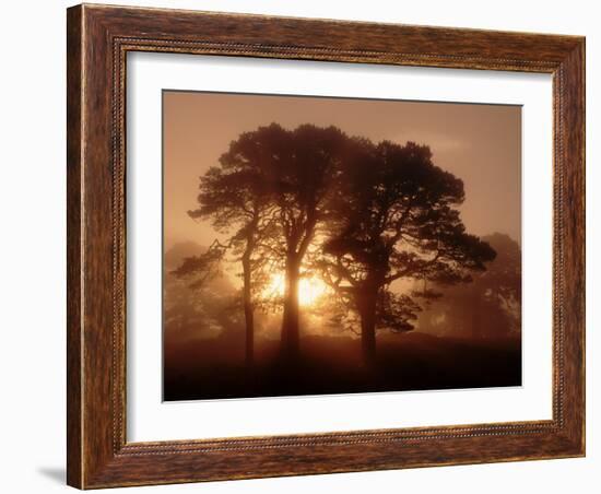 Scots Pine (Pinus Sylvestris) in Morning Mist, Glen Affric, Inverness-Shire, Scotland, UK, Europe-Niall Benvie-Framed Photographic Print