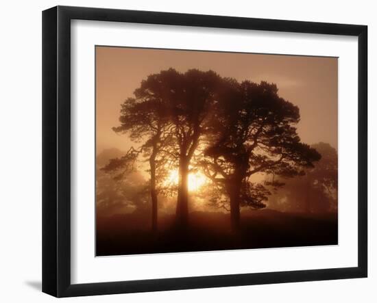 Scots Pine (Pinus Sylvestris) in Morning Mist, Glen Affric, Inverness-Shire, Scotland, UK, Europe-Niall Benvie-Framed Photographic Print