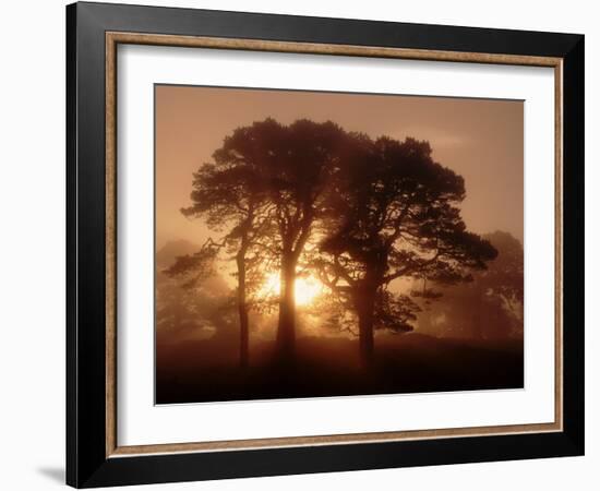 Scots Pine (Pinus Sylvestris) in Morning Mist, Glen Affric, Inverness-Shire, Scotland, UK, Europe-Niall Benvie-Framed Photographic Print