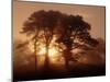 Scots Pine (Pinus Sylvestris) in Morning Mist, Glen Affric, Inverness-Shire, Scotland, UK, Europe-Niall Benvie-Mounted Photographic Print