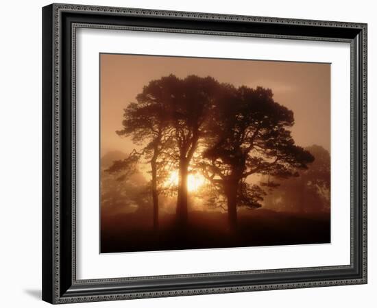 Scots Pine (Pinus Sylvestris) in Morning Mist, Glen Affric, Inverness-Shire, Scotland, UK, Europe-Niall Benvie-Framed Photographic Print