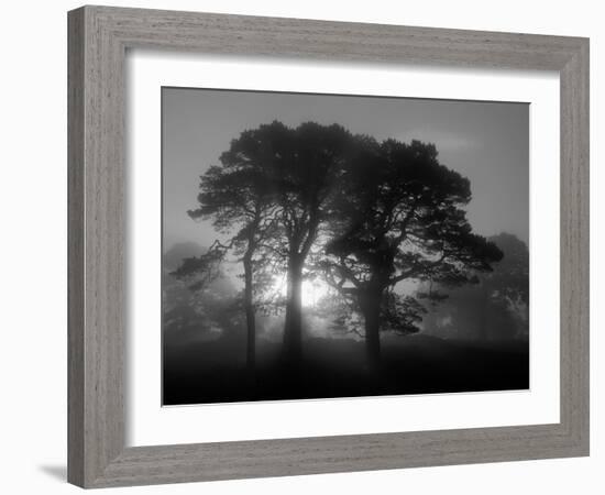 Scots Pine (Pinus Sylvestris) in Morning Mist, Glen Affric, Inverness-Shire, Scotland, UK, Europe-Niall Benvie-Framed Photographic Print